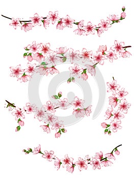 Japanese cherry branches set vector illustration.