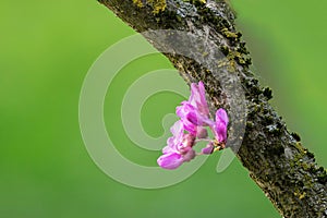japanese cherry flower from tree trunk