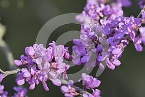 japanese cherry in full bloom