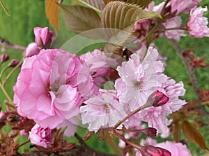 Japanese cherry Kanzan with gentle pink flowers, Prunus avium, Prunus serrulata Kwanzan Cherry. Pink tree flowers of Prunus