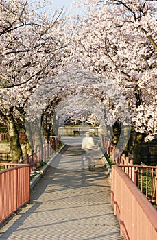 The Japanese cherry mall