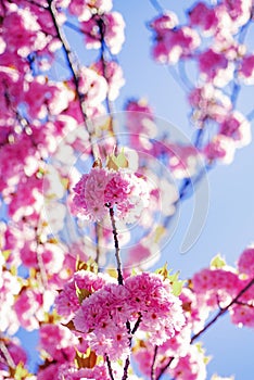 Japanese cherry. Prunus serrulata. Sakura Festival. Background with flowers on a spring day. Cherry blossom. Sacura