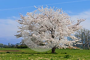 Japanese Cherry-Prunus sp.