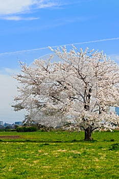Japanese Cherry-Prunus sp.