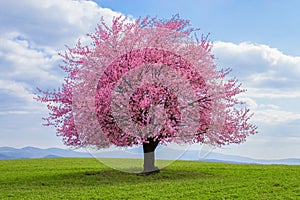 Japanese cherry sakura in bloom.