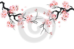 Japanese cherry sakura tree Isolated background. Branch with blossom flowers. Vector