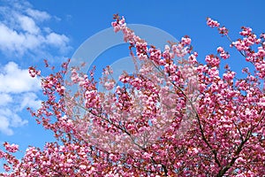 Japanese Cherry: Scientific name Prunus serrulata.