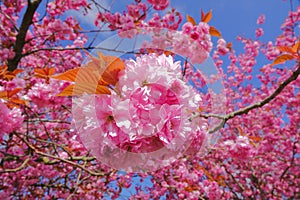 Japanese Cherry: Scientific name Prunus serrulata.