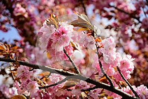 Japanese cherry the spring flowers close up from my garden