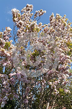 A Japanese Cherry Tree