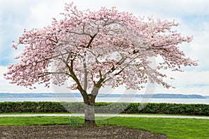 Japanese Cherry Tree in Bloom on Coast photo