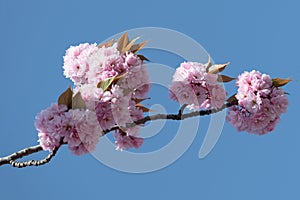 Japanese cherry tree blooming in spring - Prunus serrulata `Kanzan`  Lindl. Lush pink blossoms  of cherry trees flowering on twig