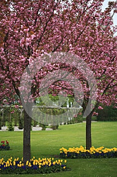 Japanese cherry tree in blossom