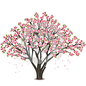 Japanese cherry tree blossom over white