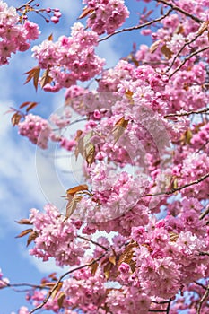 Japanese cherry tree blossom in Spirng time