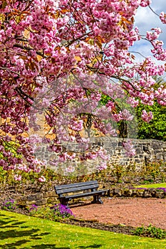 Japanese cherry tree blossom in Spirng time in Airdrie, Scotland