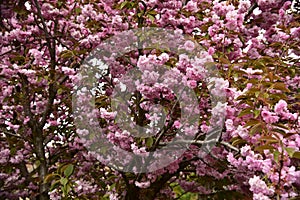 Japanese cherry Tree blossoms The very nice colorful spring flowers Ã¢â¬â macro photo