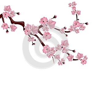 Japanese cherry tree. A branch of pink cherry blossom. on white background. illustration