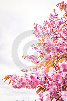 Japanese cherry tree branches in blossom with copy space