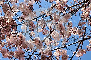 Japanese cherry tree flower branches against sky