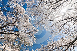 Japanese cherry tree full bloom