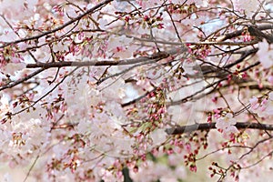 Japanese cherry tree pink flower branches with buds