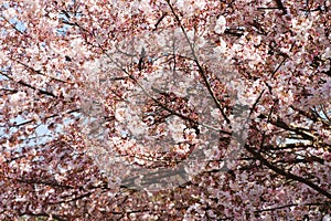 Japanese cherry tree pink flower branches reaching to left