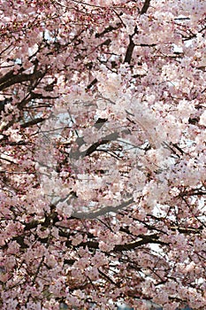 Japanese cherry tree pink flowers on black branches