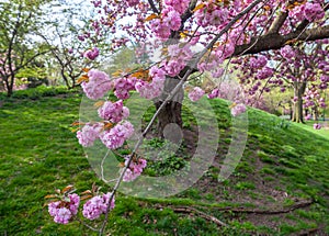 Japanese cherry tree in spring