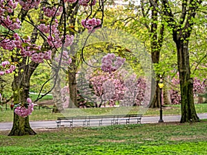 Japanese cherry tree in spring