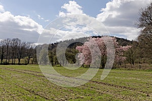 Japanese cherry tree in spring, with Teutoburg forest in the background, Lower Saxony, Germany