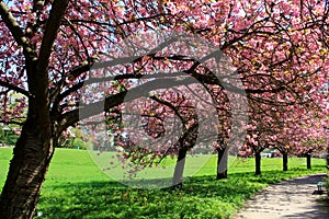 Japanese cherry trees