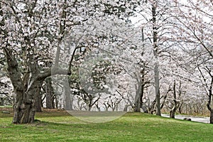 Japanese cherry trees in bloom