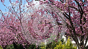 Japanese cherry trees, blooming in spring.  Prunus serrulata `Kanzan`  Lindl - lush pink blossoms  of cherry trees in Germany.