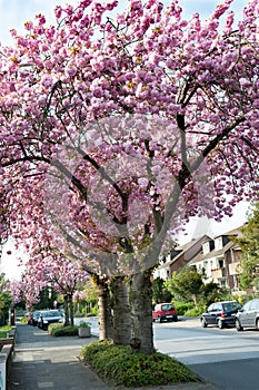 Japanese cherry trees, blooming in spring. Prunus serrulata `Kanzan`  Lindl - lush pink blossoms  of cherry trees in small street.