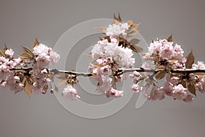Retro style: Branch of Japanese cherry tree blooming in spring. Pale pink blossoms  of cherry trees