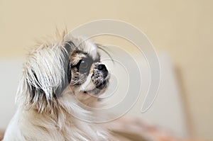 Japanese Chin