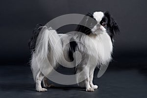 Japanese Chin