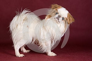 Japanese Chin