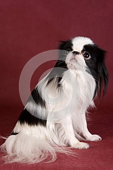 Japanese Chin