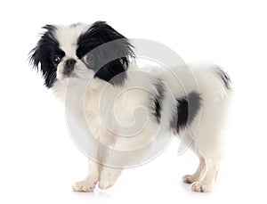 Japanese Chin