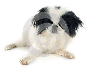 Japanese Chin