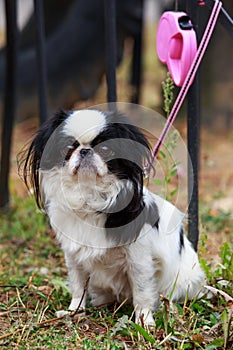 Japanese chin breed dog