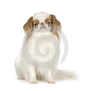 Japanese Chin Dog