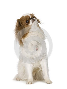 Japanese Chin Dog