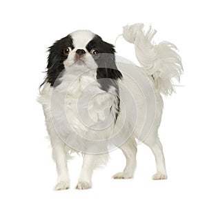 Japanese Chin Dog