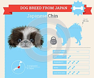 Japanese Chin Dog breed infographics.