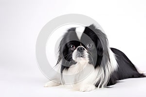 Japanese Chin Dog On White Backgroundcopy Space. Generative AI photo