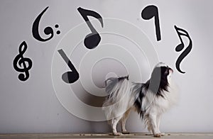 Japanese chin and music