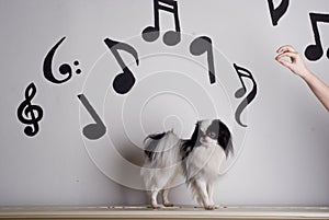 Japanese Chin and music